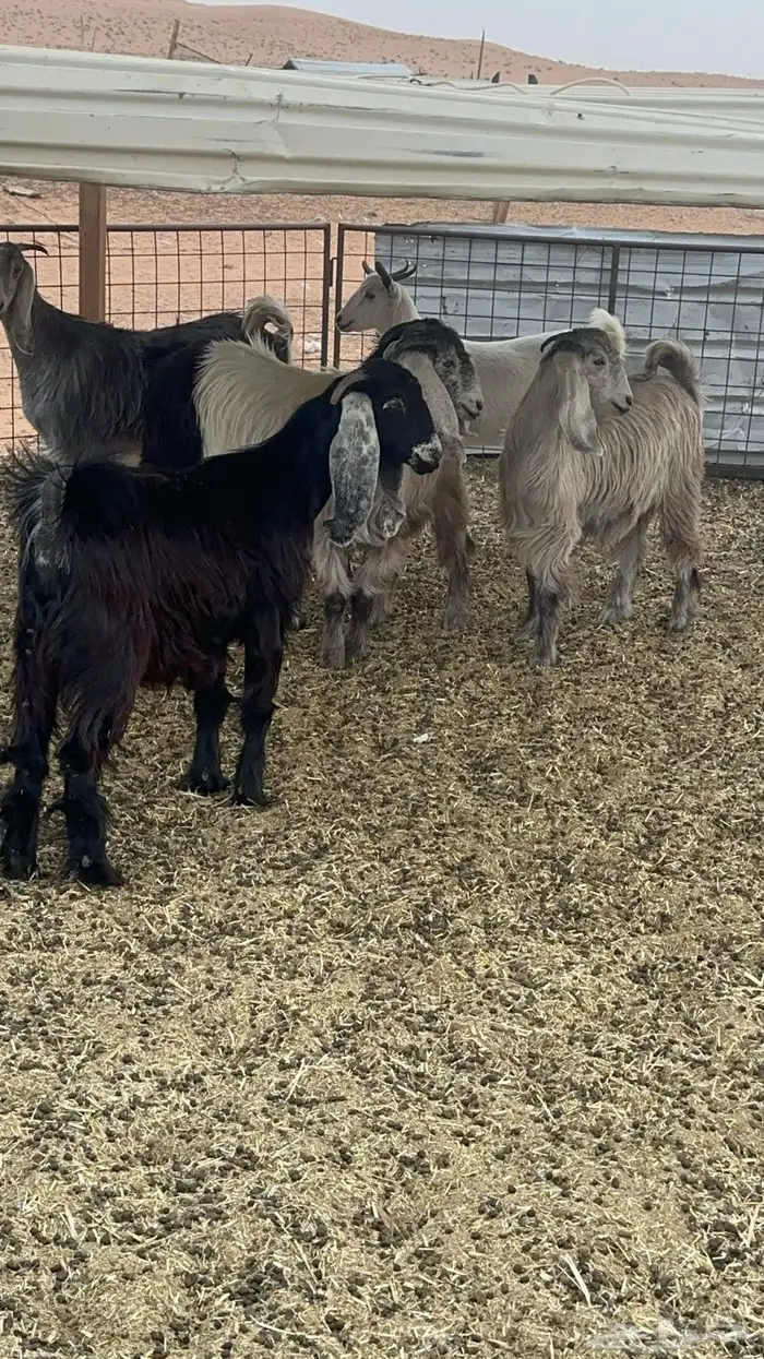 جفرات مقاني ولا ذبح طيبات 11