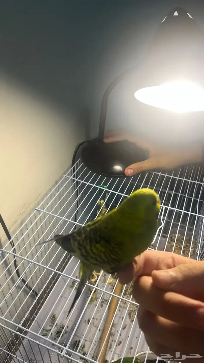 زوج بادجي سعره 170 ريال للسن شباب 0