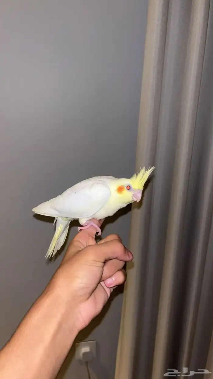 كروان لاتينو اليف 5