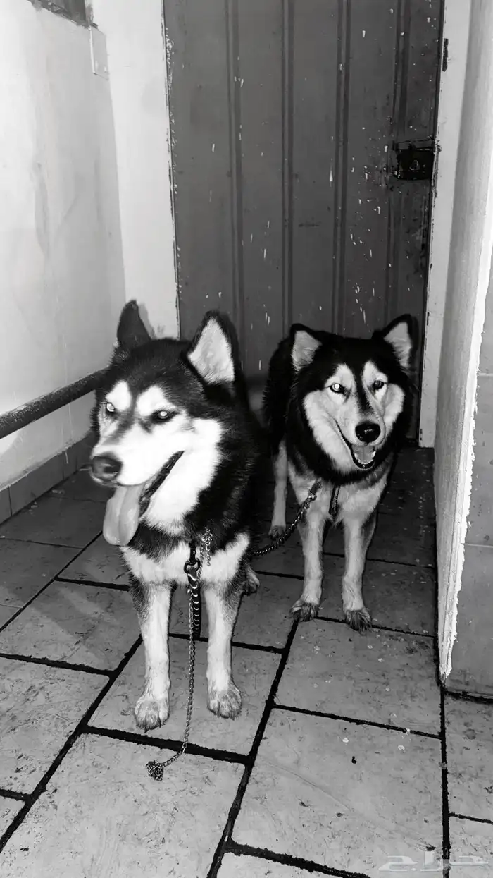 كلاب هاسكي   husky dog 0