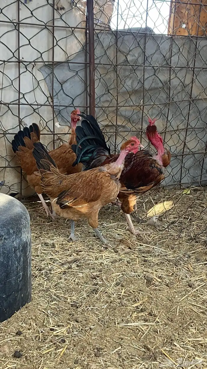 فروخ عاري الرقبه جروم كبار 0