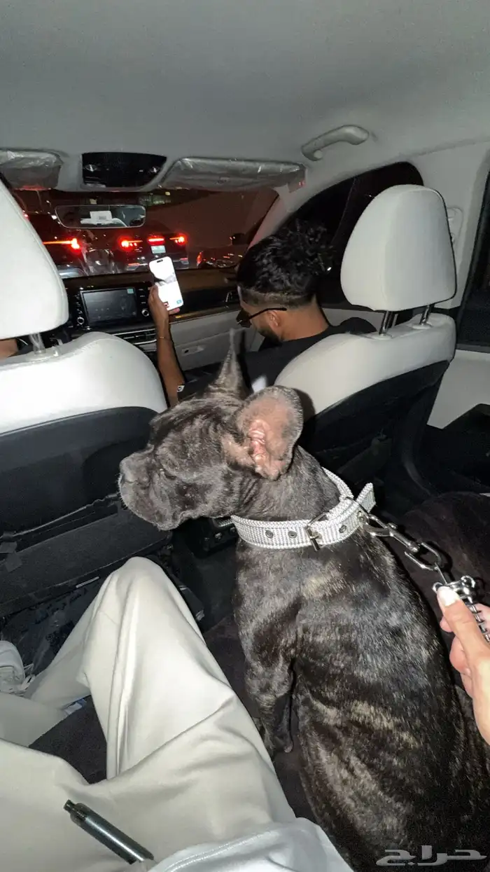 كلب ذكر فرنش بلدق 0