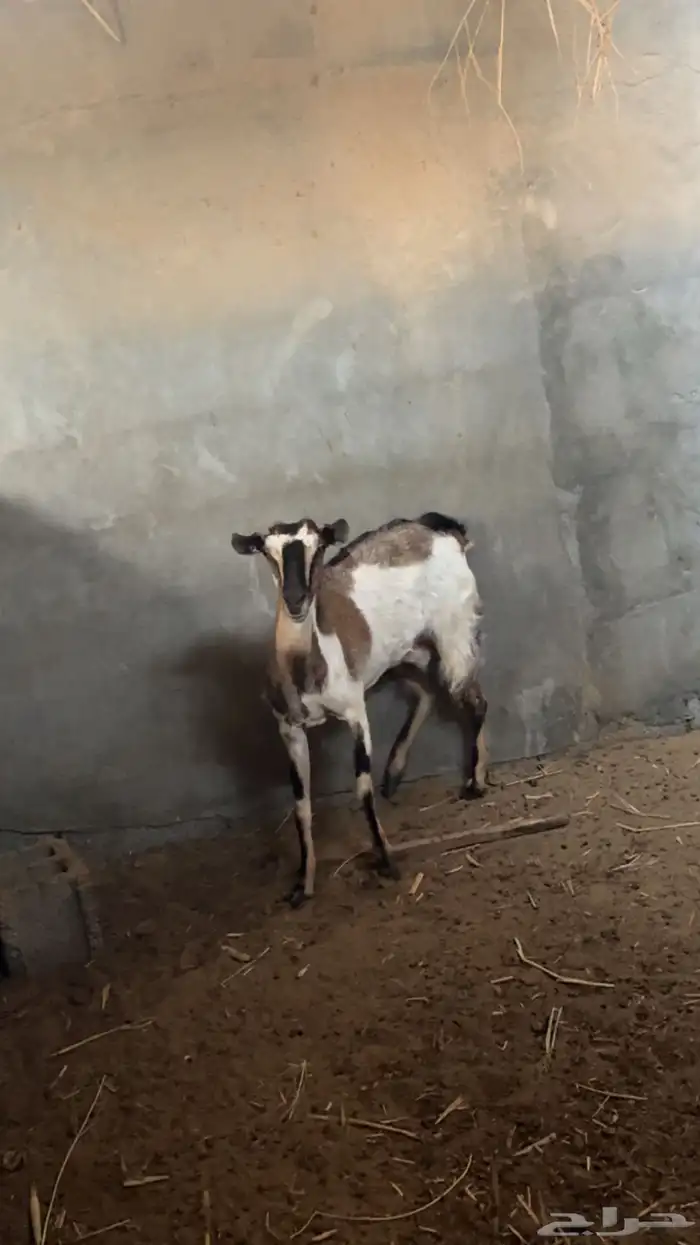 عنز جنوبيه 2