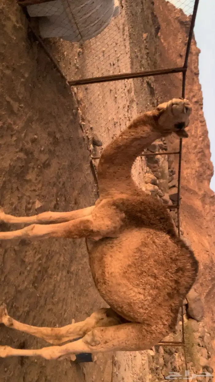 البيع قعود كفو على البرسم والشعير الموقع ضوحى الموه وحوليها 2