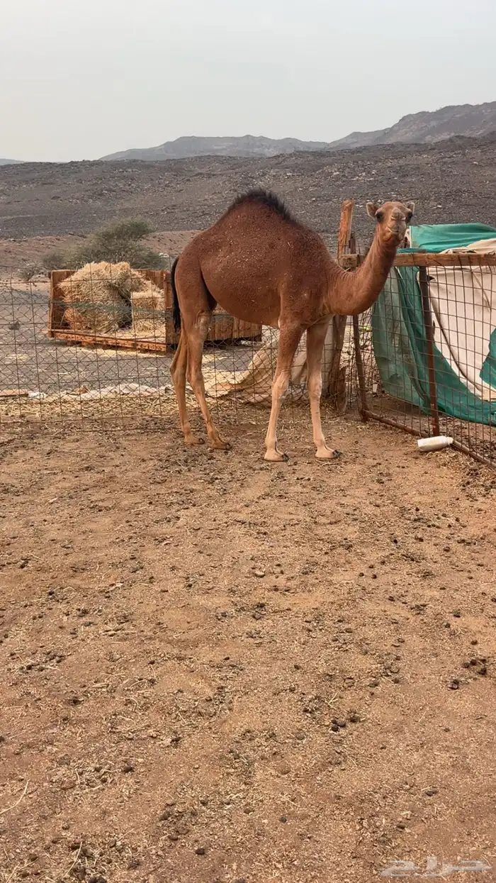 للبيع بكره مفروده كفو 2