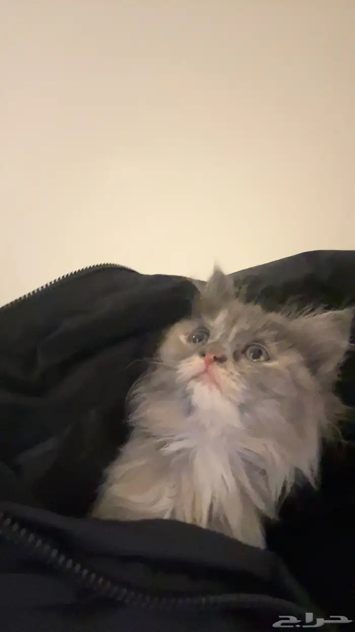 للبيع قطو شيرازي 2