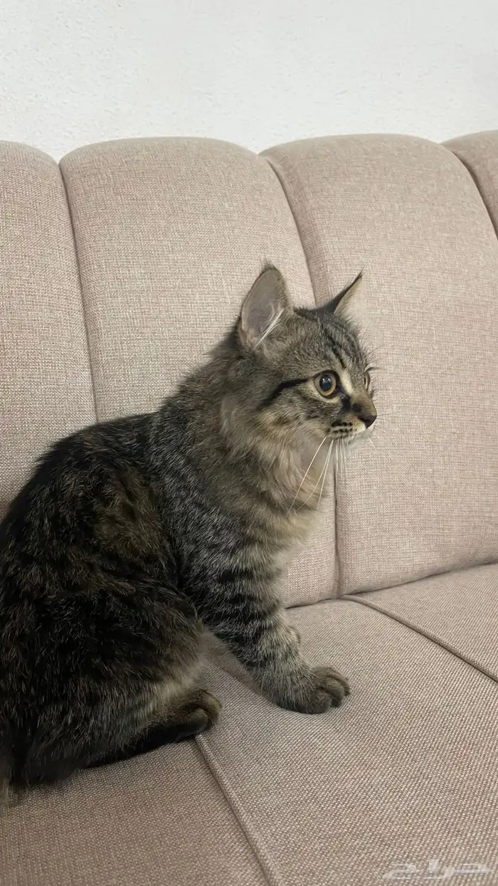 قط ذكر للبيع العمر 4 شهور 250 معه كرت التطعيم 3