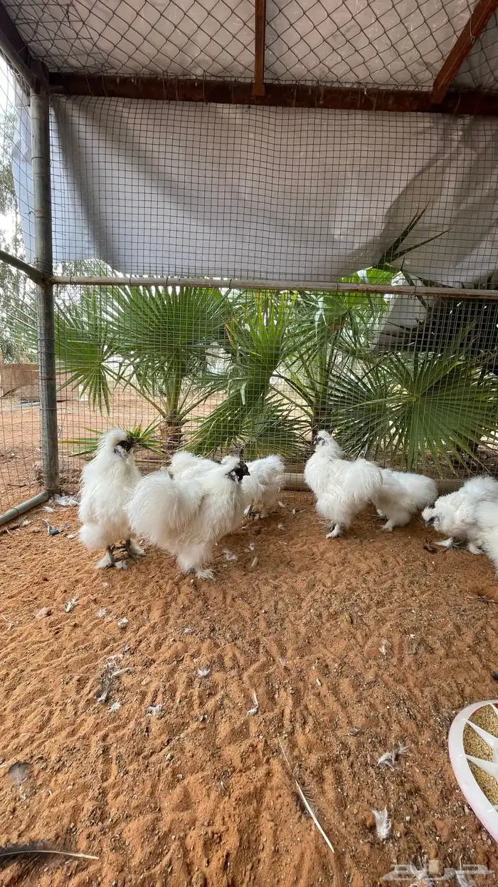 دجاج قطني بيور 1