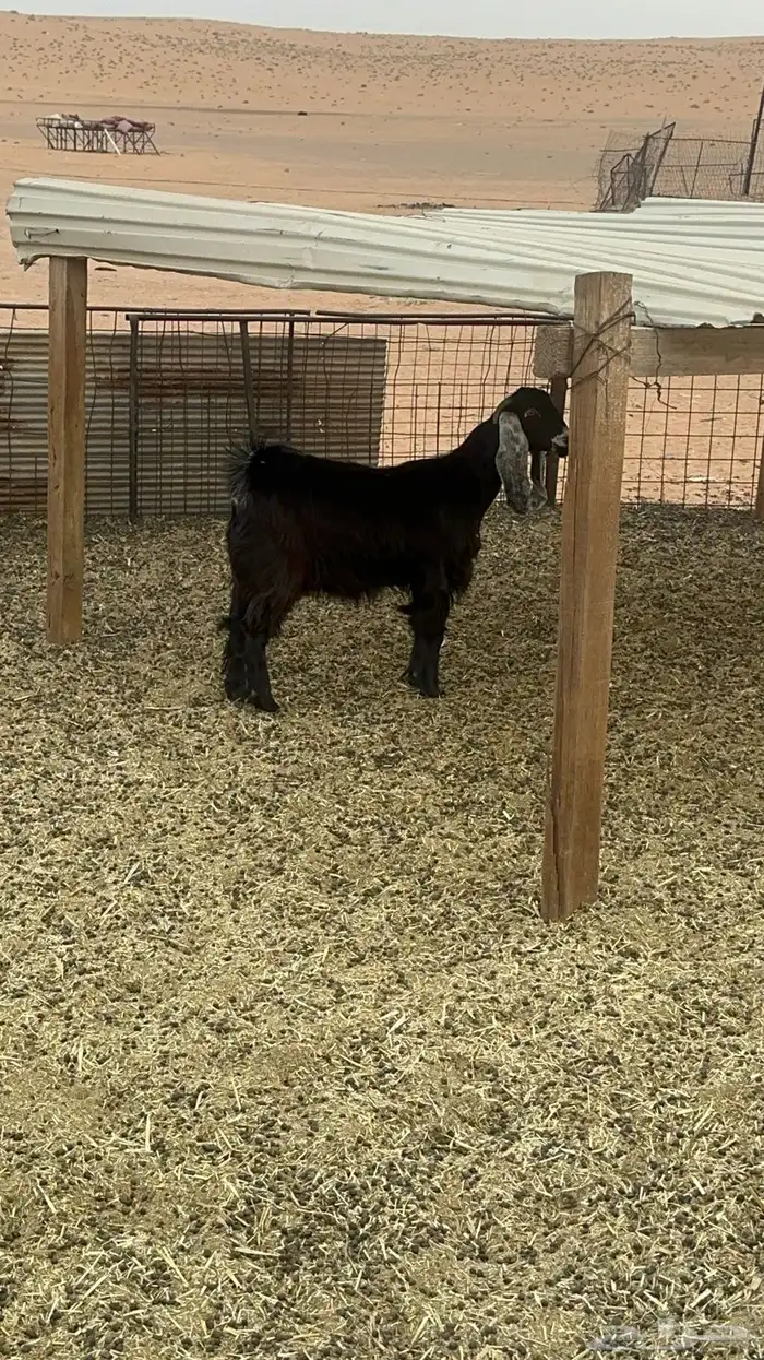 جفرات مقاني ولا ذبح طيبات 14