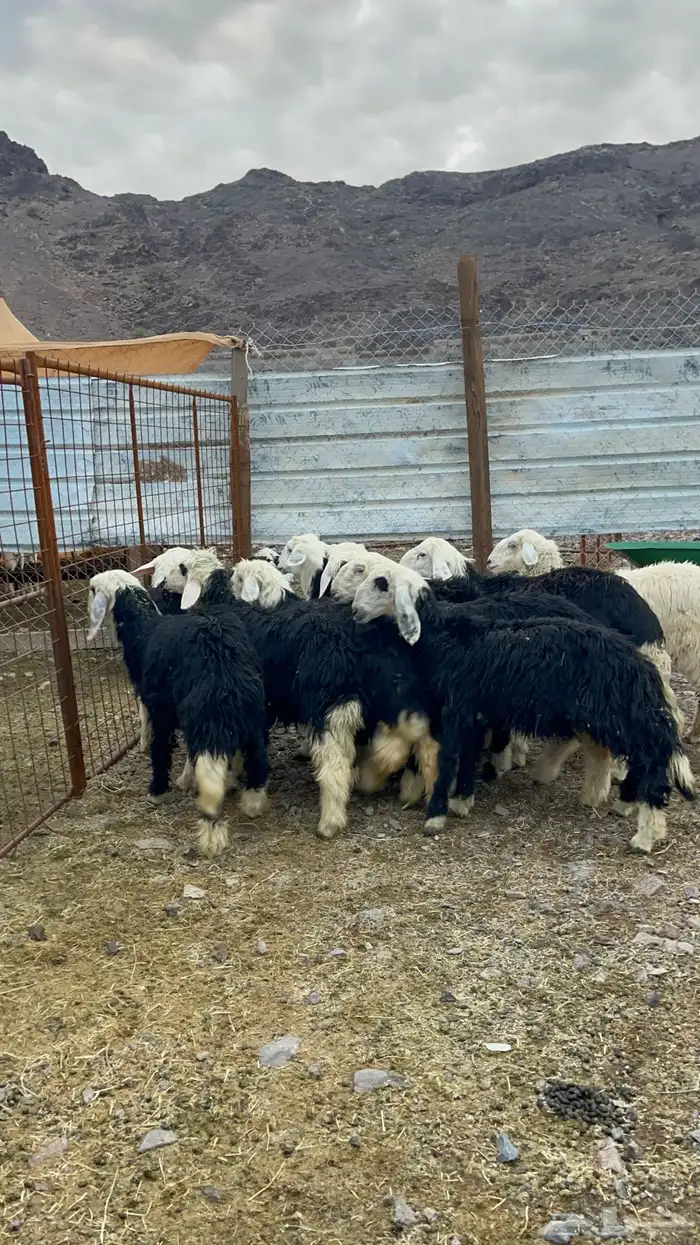 تحدي وحري و سواكن للبيع 3