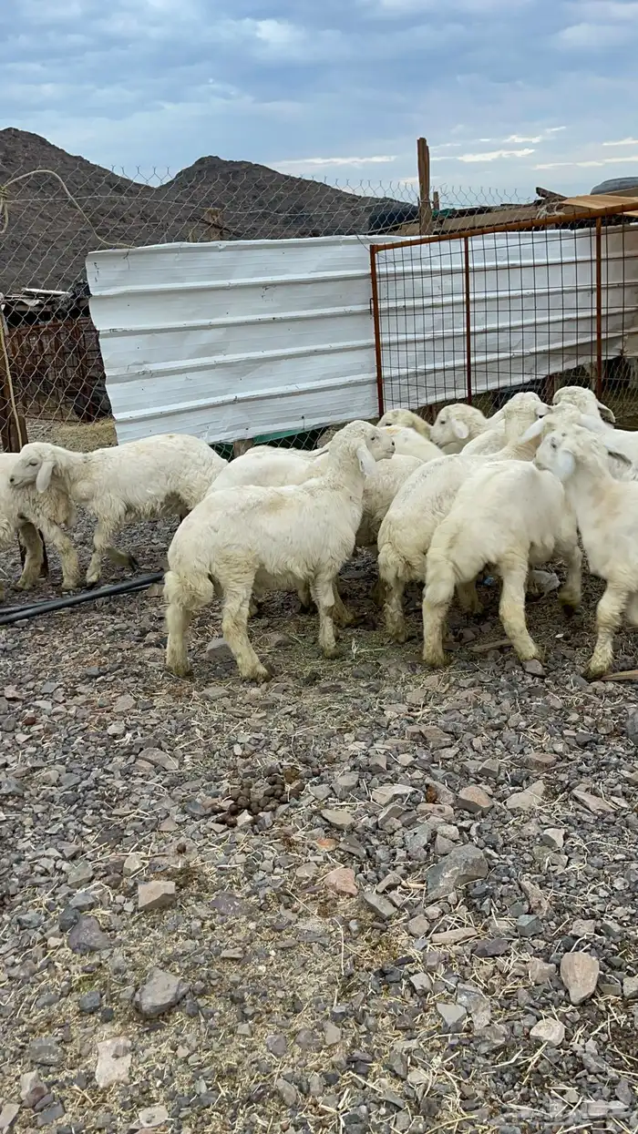 تحدي وحري و سواكن للبيع 5