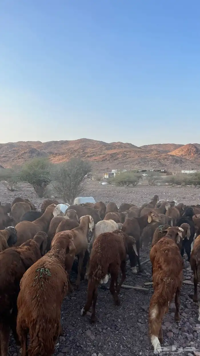 طليان سواكن حمري جادعان 3