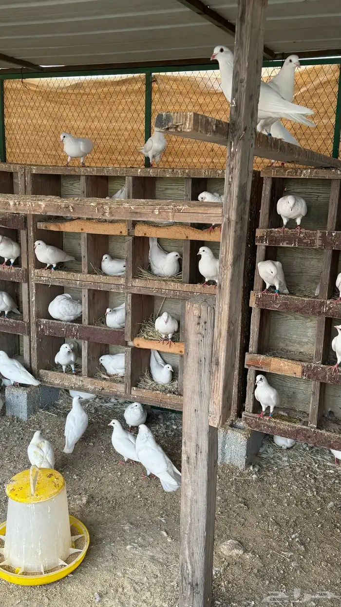 حمام فرنسي ابيض 4