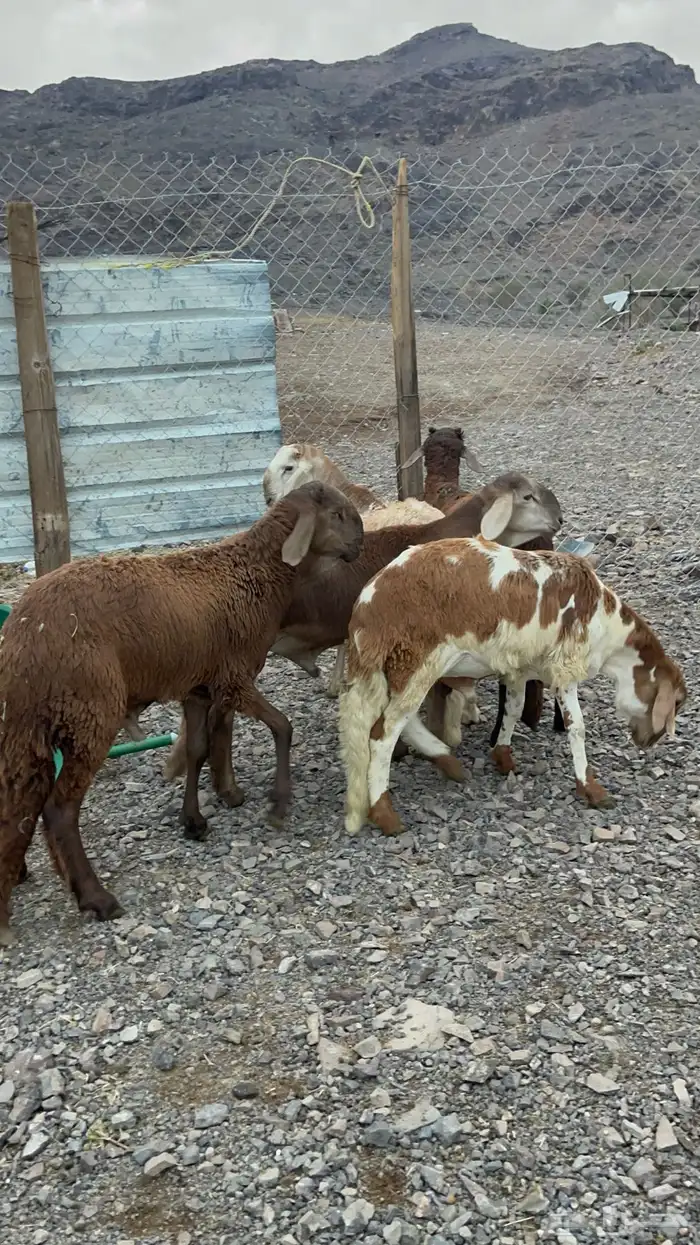 تحدي وحري و سواكن للبيع 0