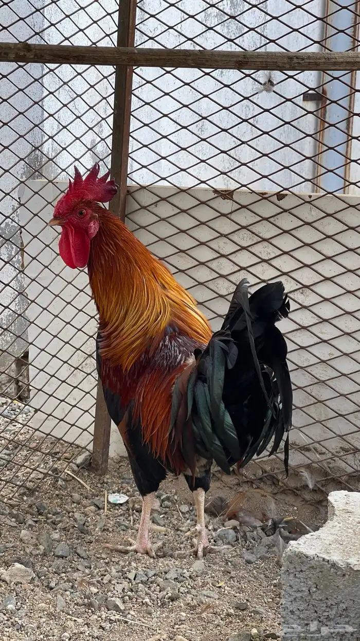 ديك فري سيافي التفاصيل في اعلاني الرئيسي يوجد ديوك غيره 5