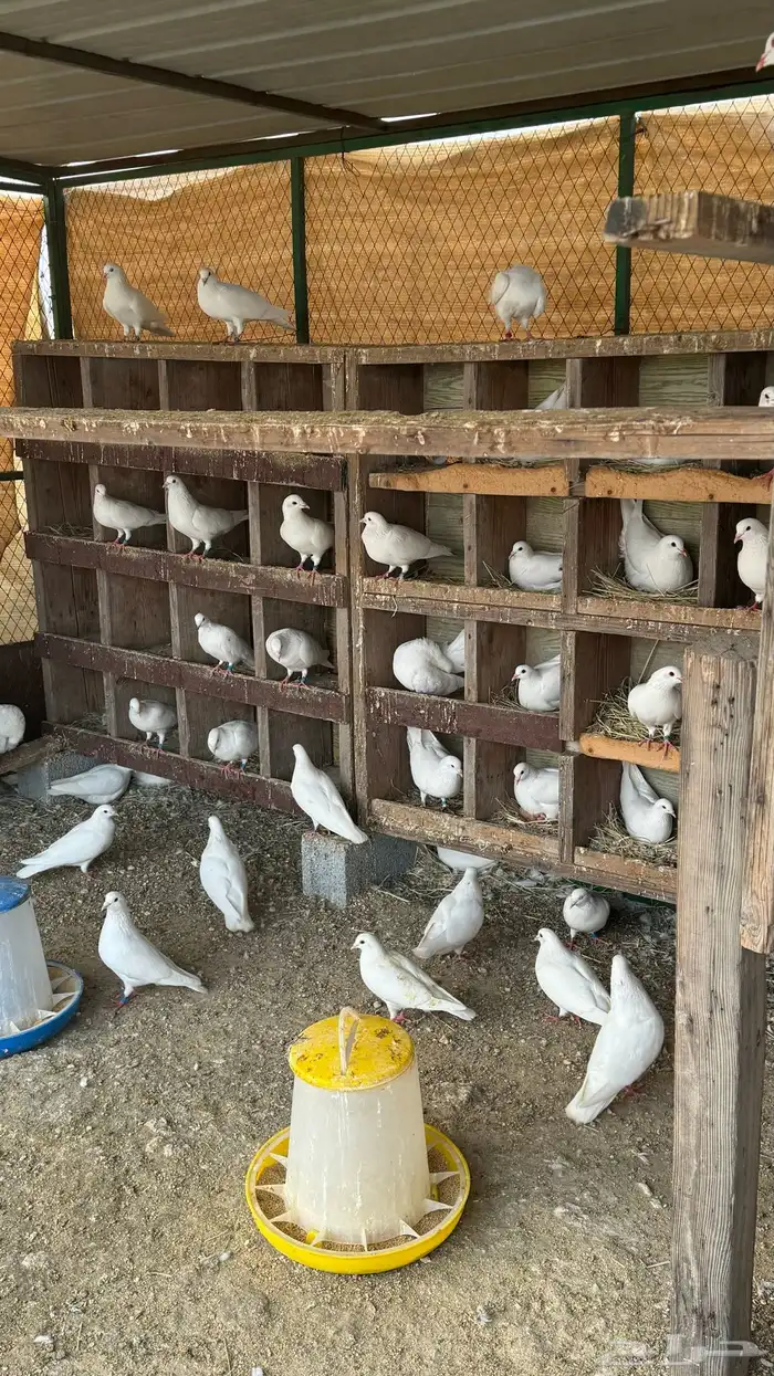 حمام فرنسي ابيض 0