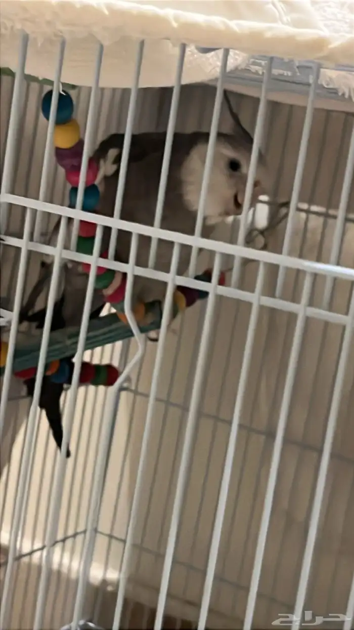 عصفور كروان يرقص يغني يلعب يطير أنثى رصاصي 0