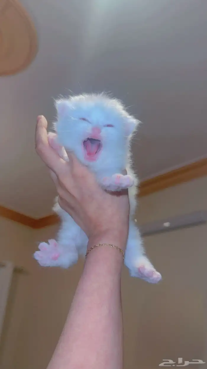 قطط كيتن للبيع 1