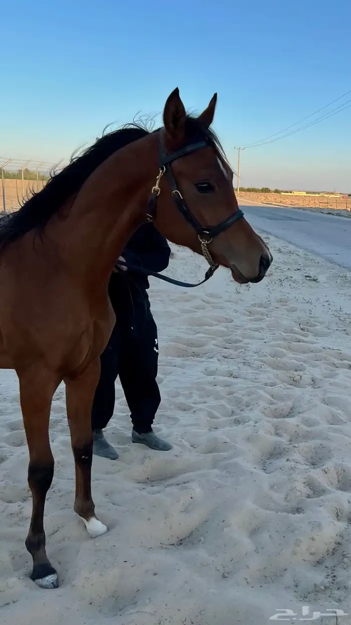 مهر ابن دومنيك ام 0