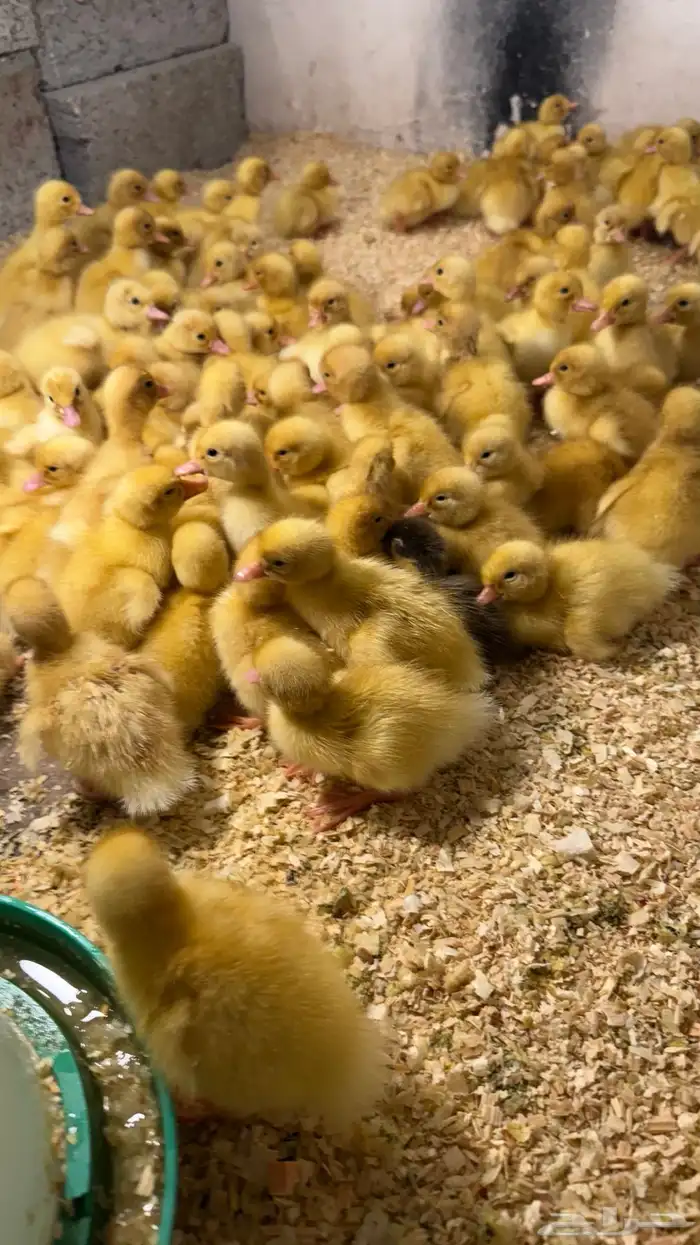 فروخ بط بكيني جامبو 1