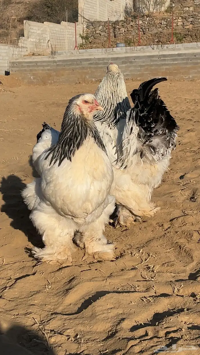 دجاج براهما كلومبي 3