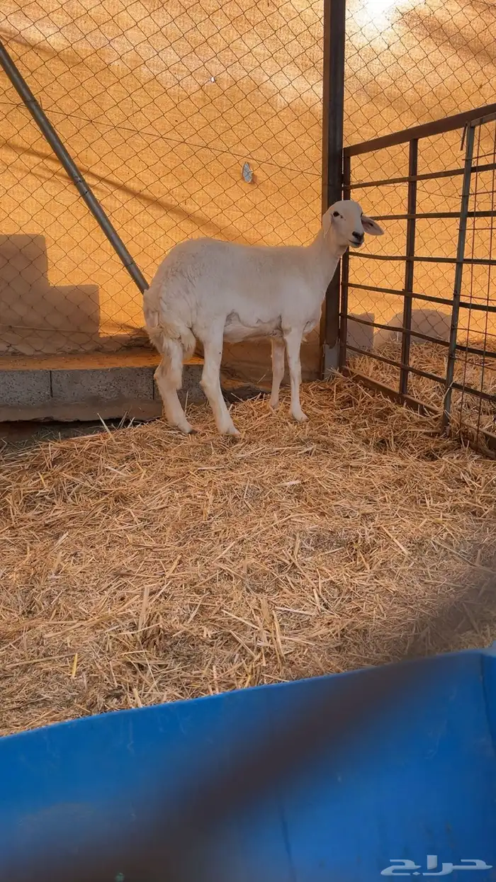 رخل حريه دافع شرط سنار 0