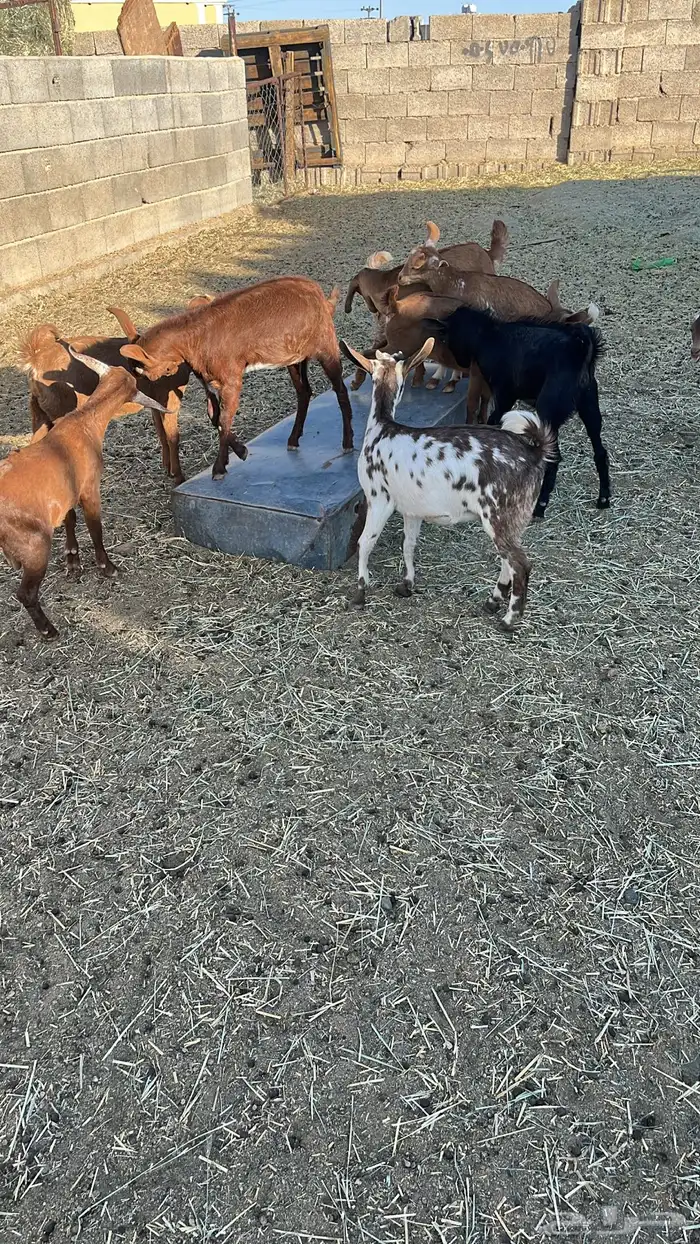 تيوس و عنقان للبيع 2