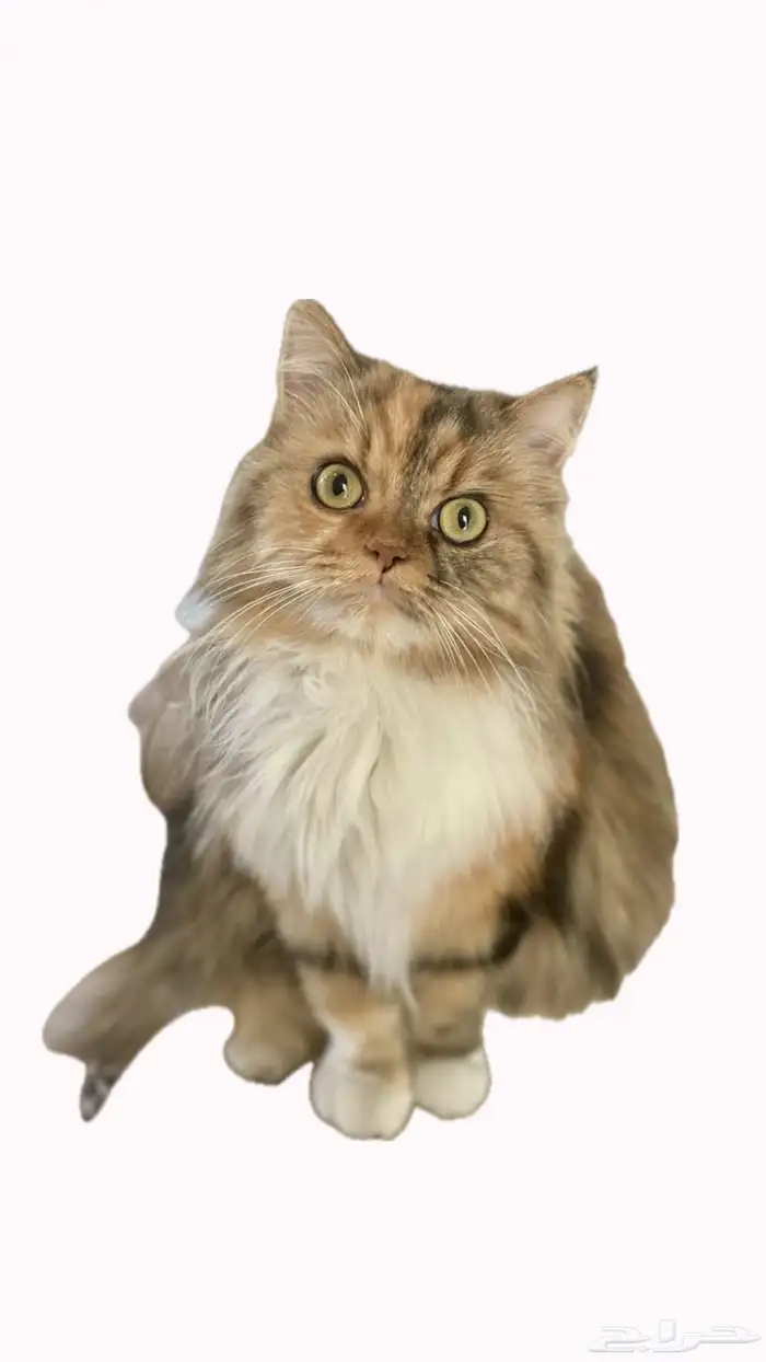 قطه للتبني 0