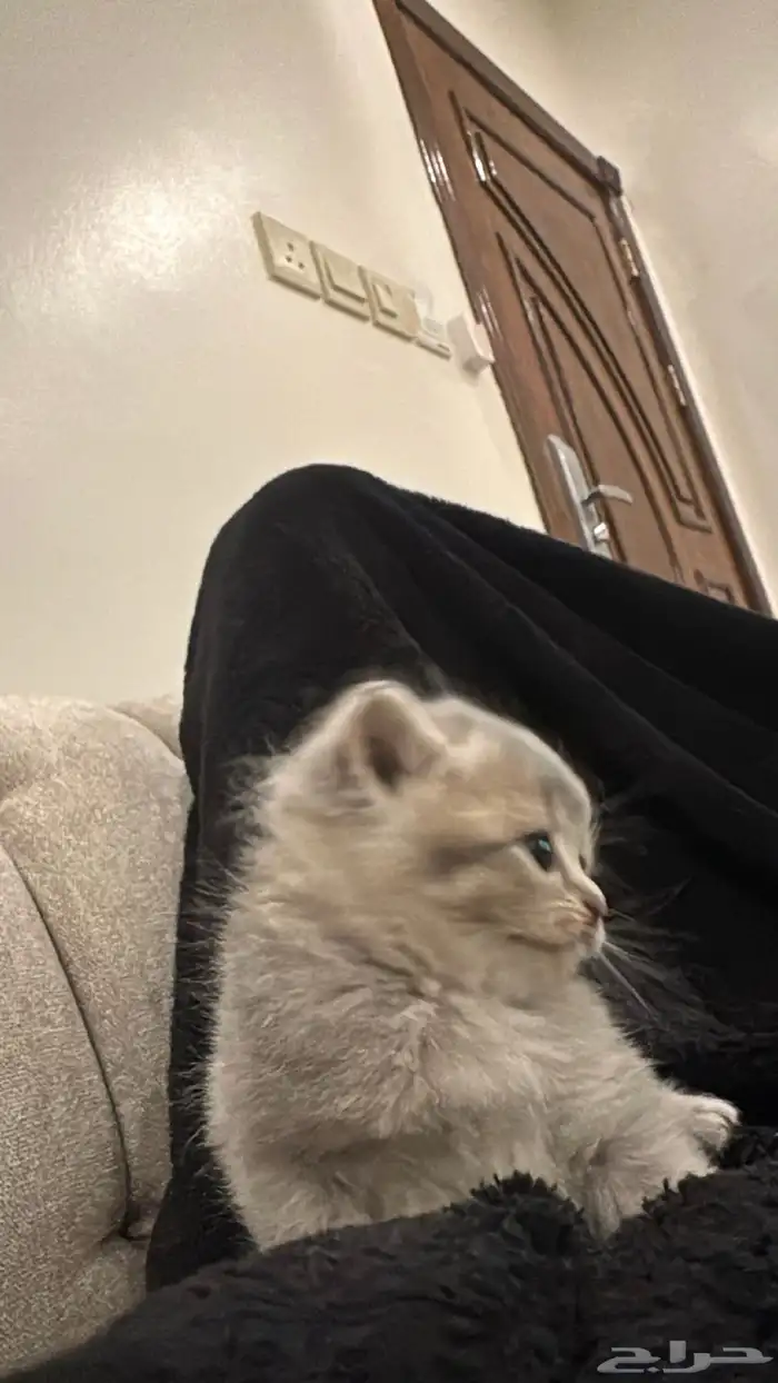 كيتن للبيع 4