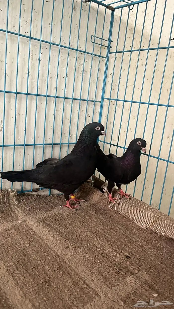 حمام قلابي جوز 0