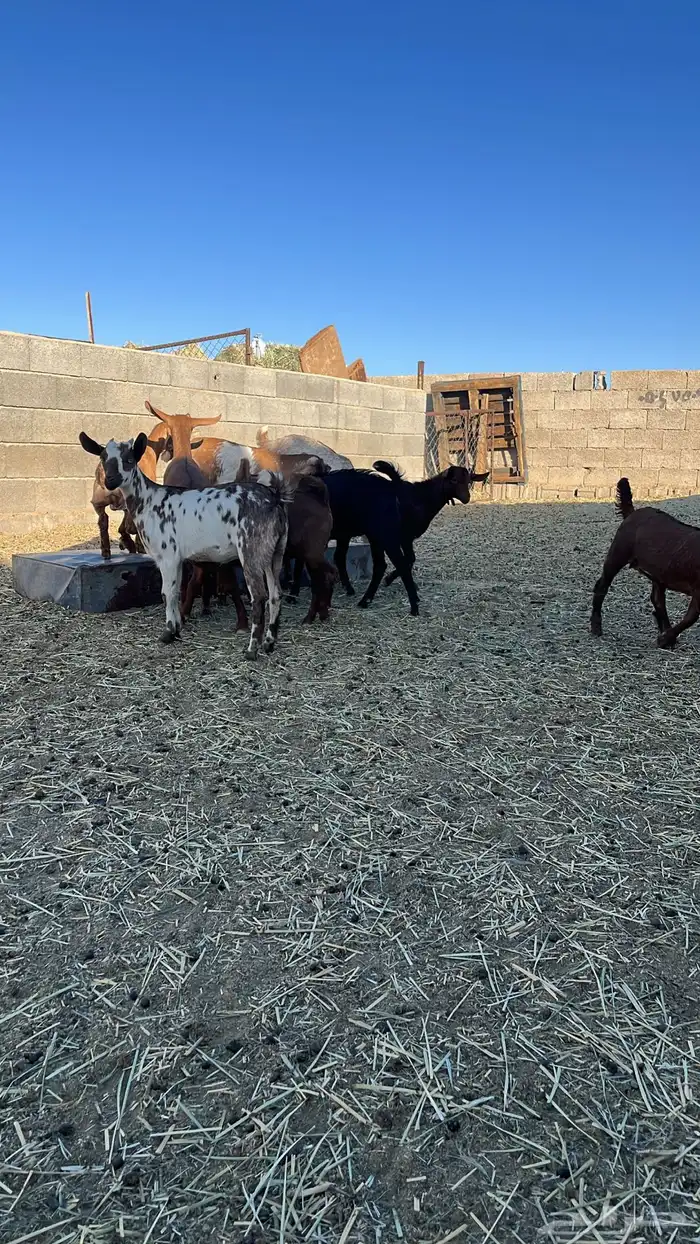 تيوس و عنقان للبيع 3