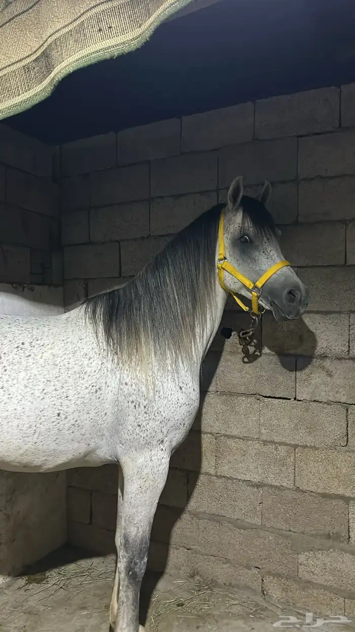 حصان شعبي شيخ حار 4