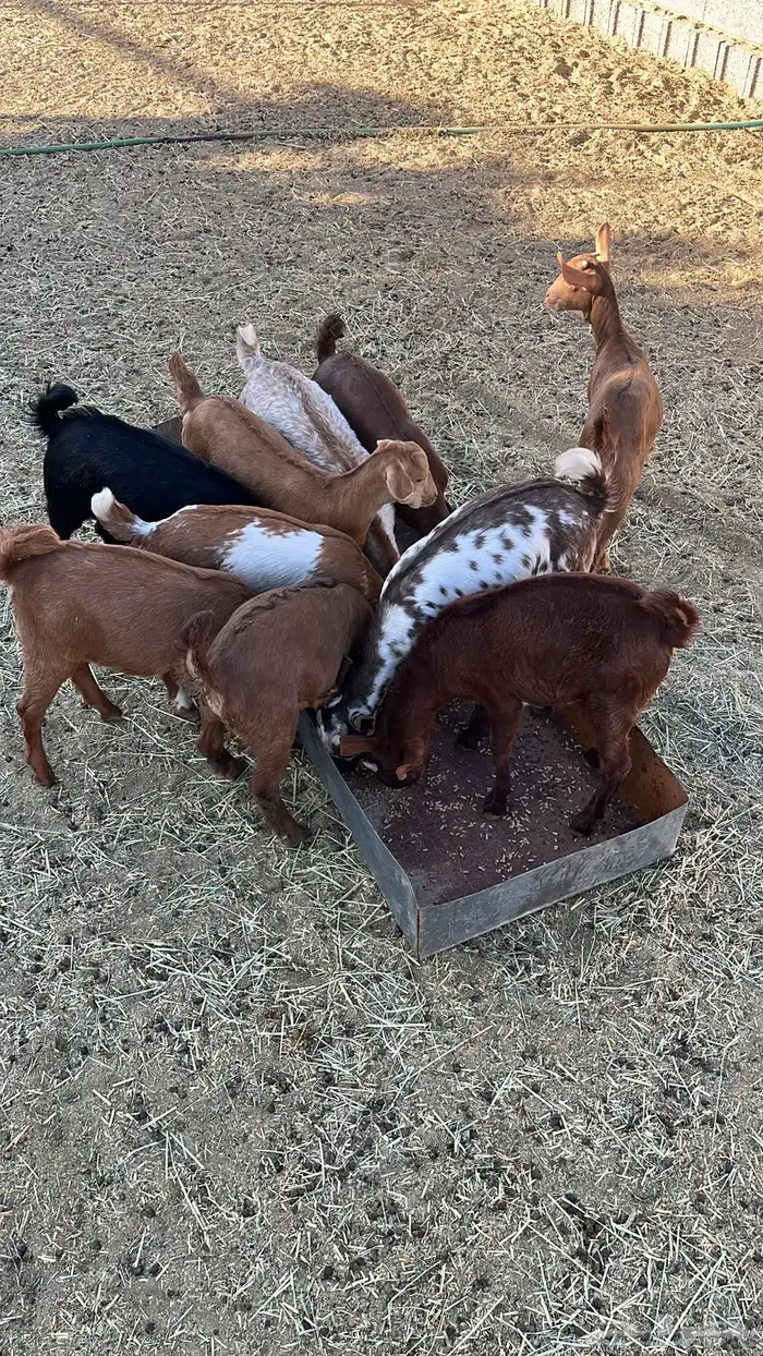 تيوس و عنقان للبيع 0