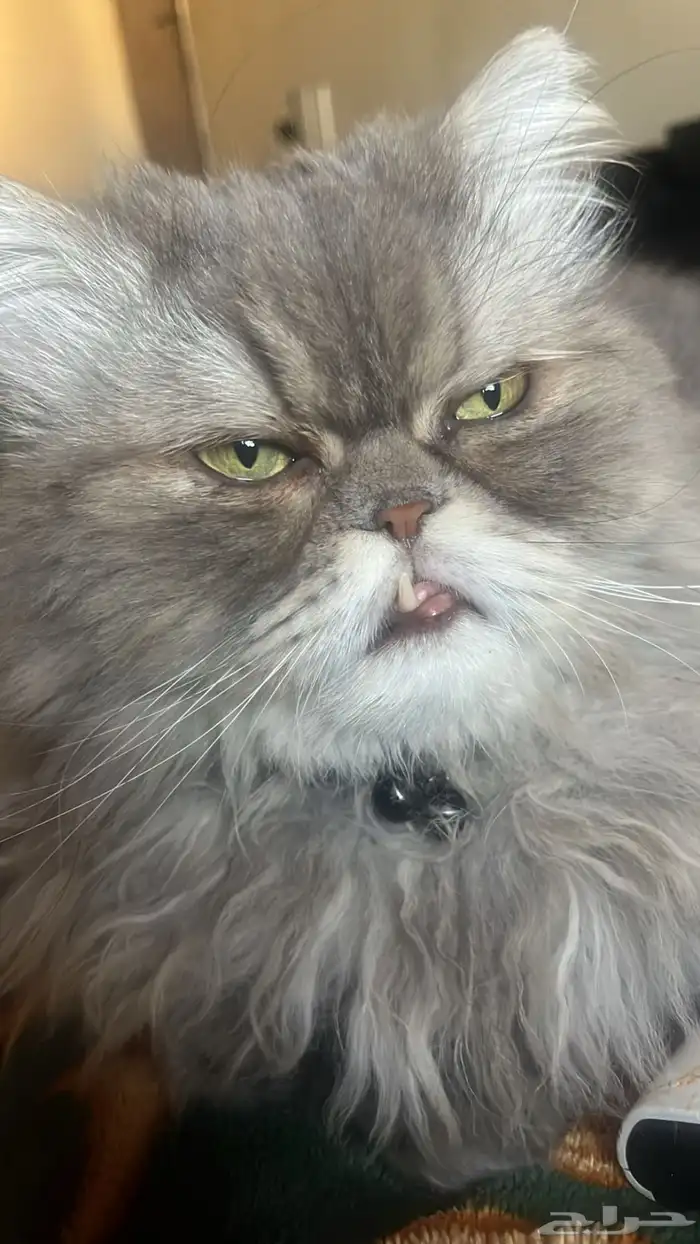 قطه ضائعة حي احد 0