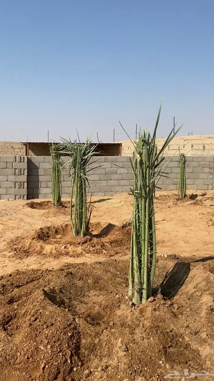 نخل البيع جميع انواع النخيل المثمر 2