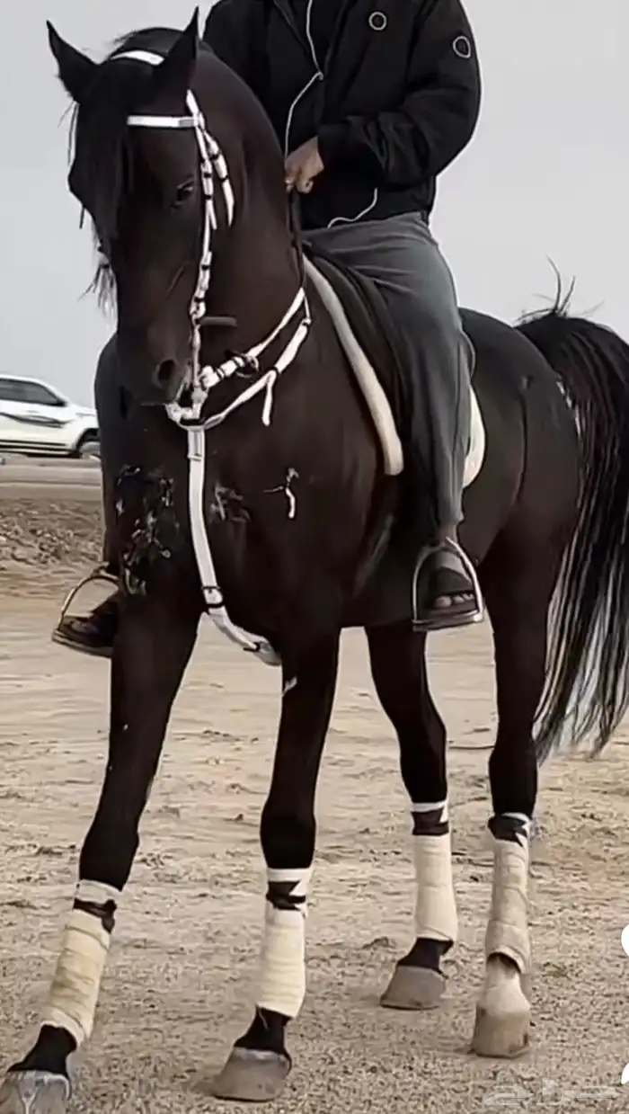 مطلوب حصان 0