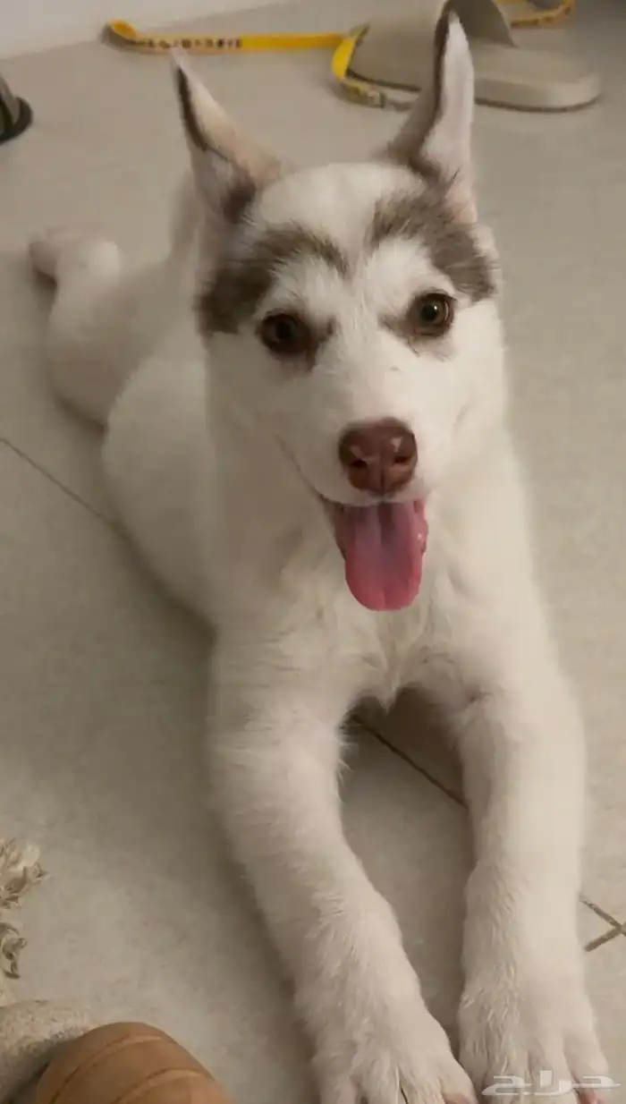 سايبيرين هاسكي مدربة 8