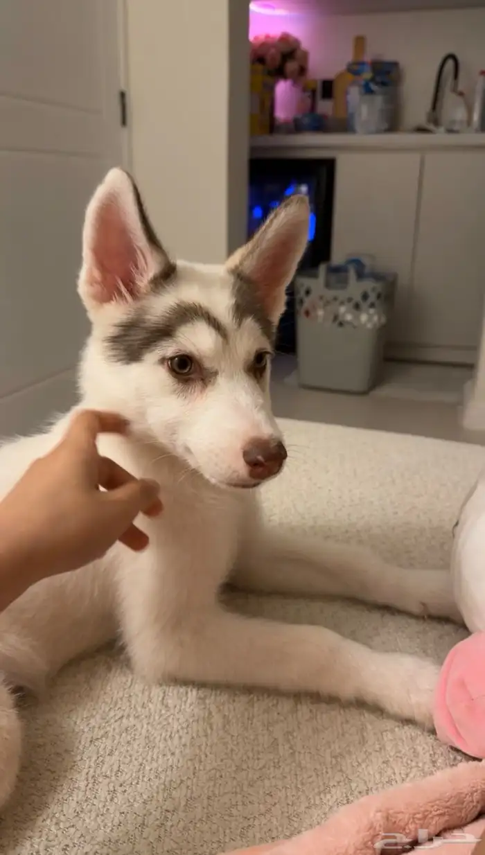 سايبيرين هاسكي مدربة 3