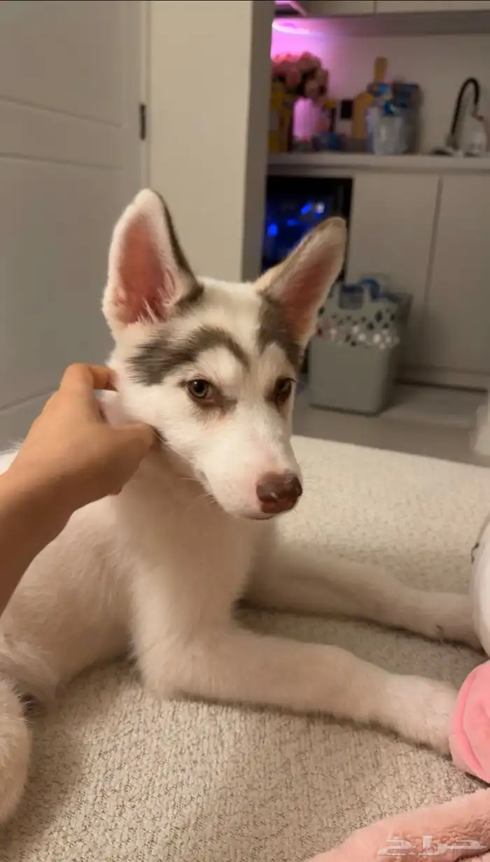 سايبيرين هاسكي مدربة 4