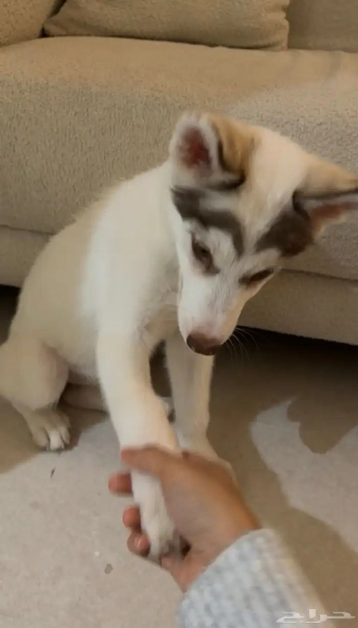 سايبيرين هاسكي مدربة 1