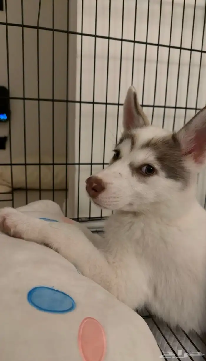 سايبيرين هاسكي مدربة 6