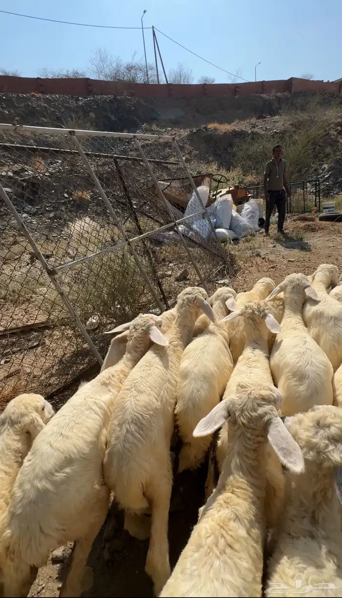 24طليان ورخال حري السعر680 2