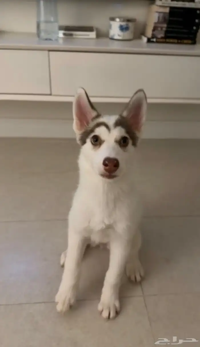 سايبيرين هاسكي مدربة 0