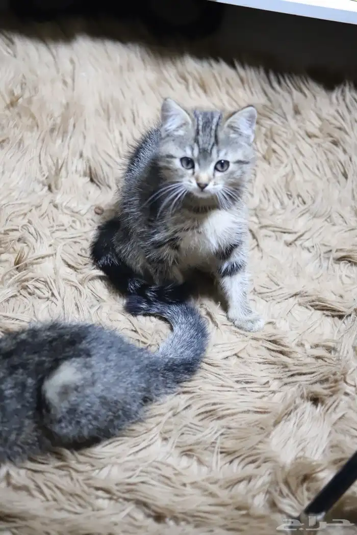 الموقع الضاحيه قطط من اب بنقالي و ام شيرازيه عمرهم شهرين 1