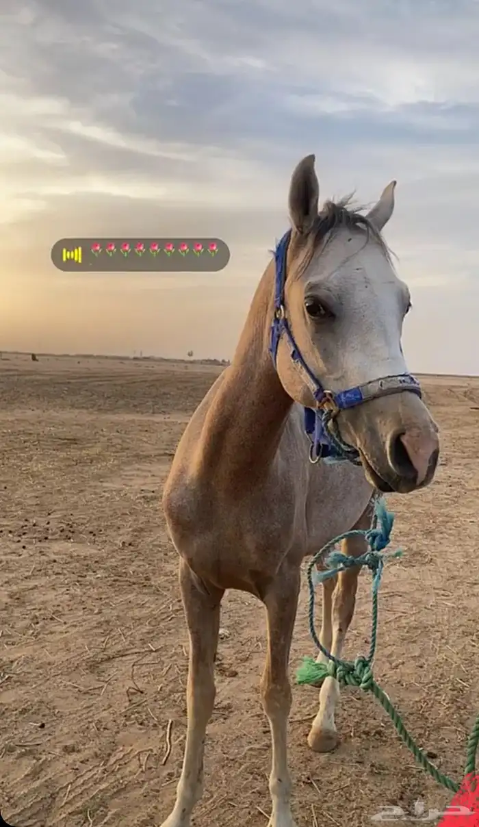 مهر شعبي للبيع 2