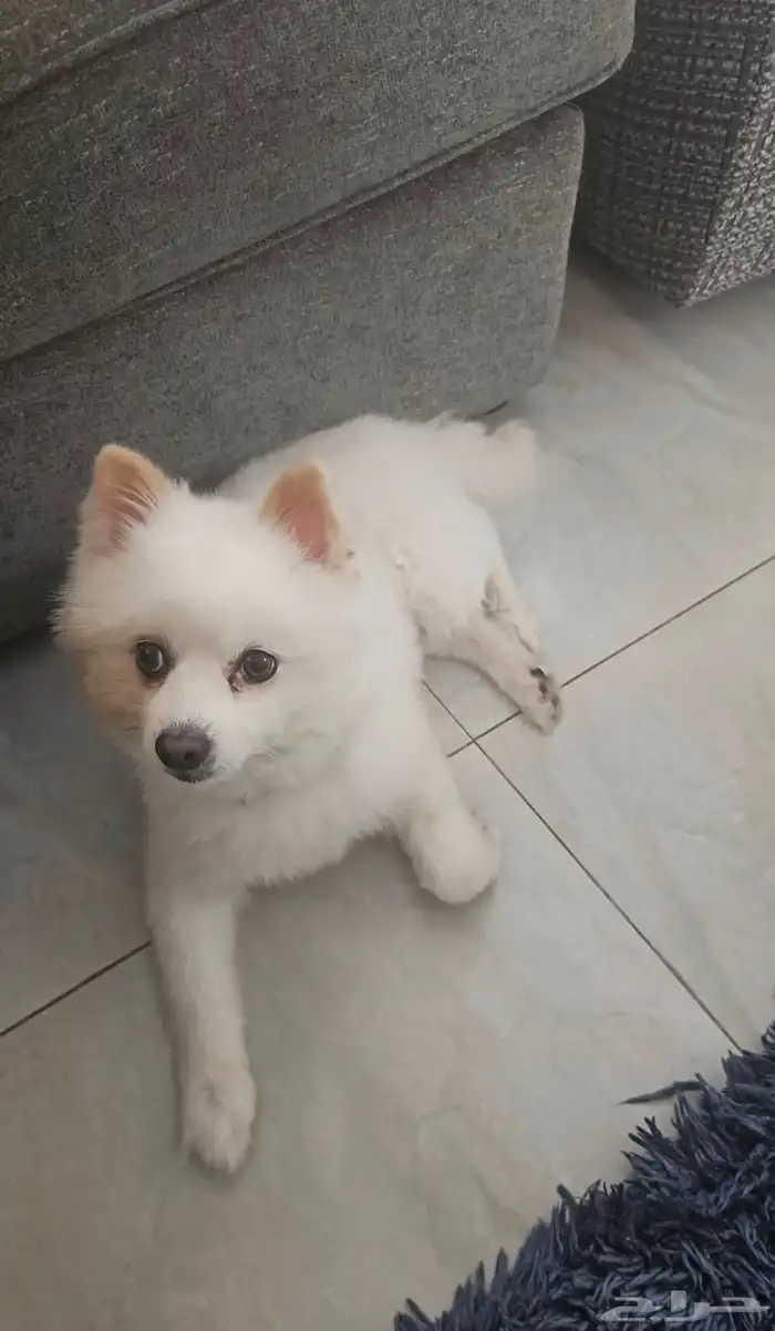 Pomeranian كلب بوميونيان 1