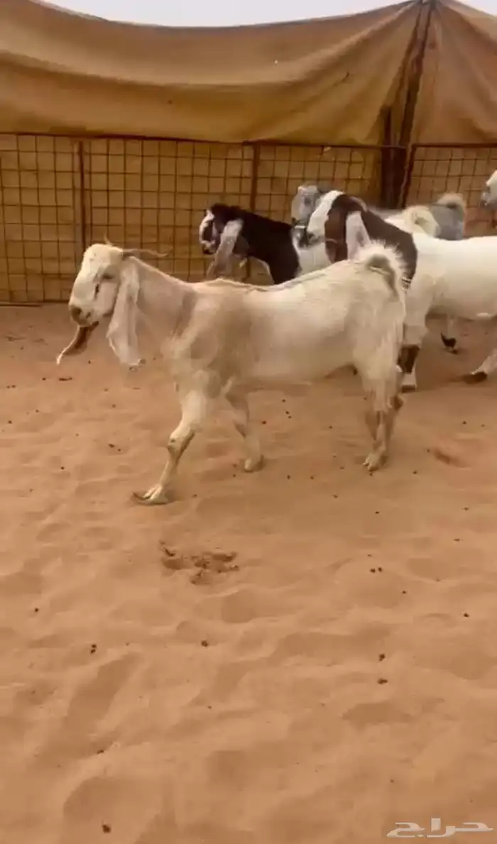 جفاار مشااريك مصري مضااريع ودفيع 1