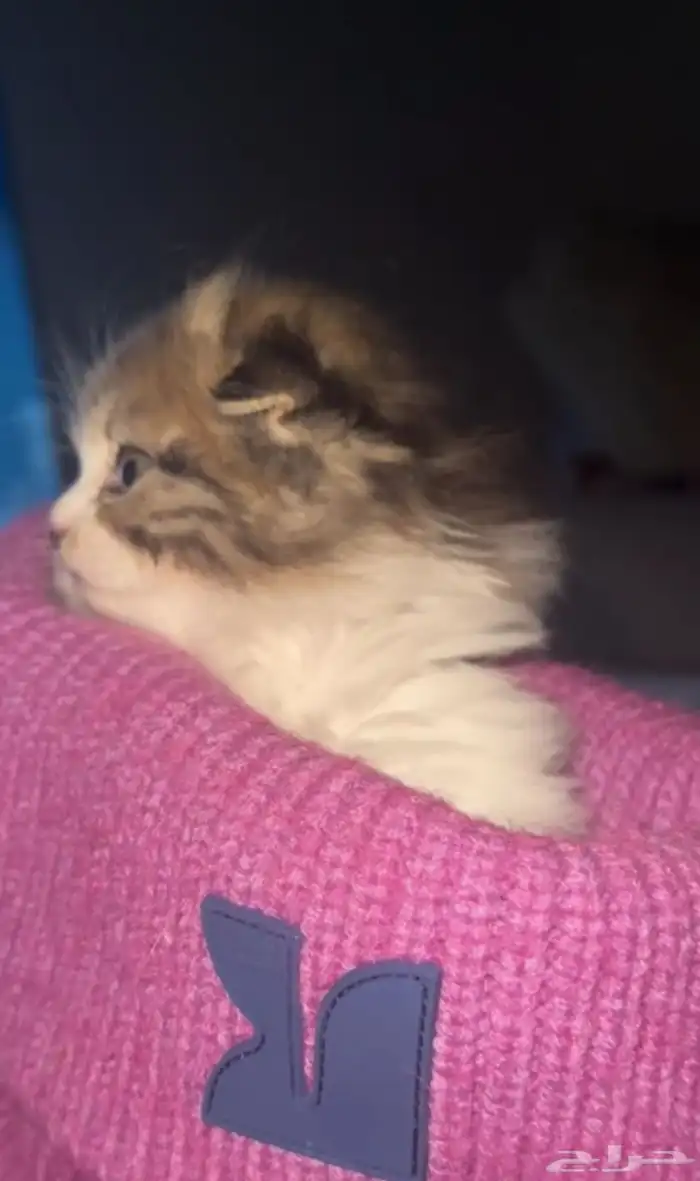 سكوتش فولد تربل فولد بيرشن 0