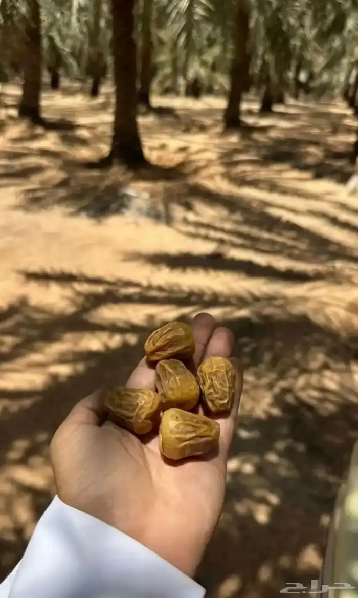 تمر سكري مفتل 0