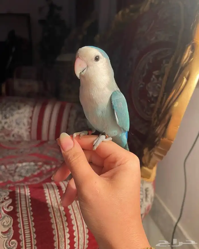 للبيع ببغاء الروز الأليف 6